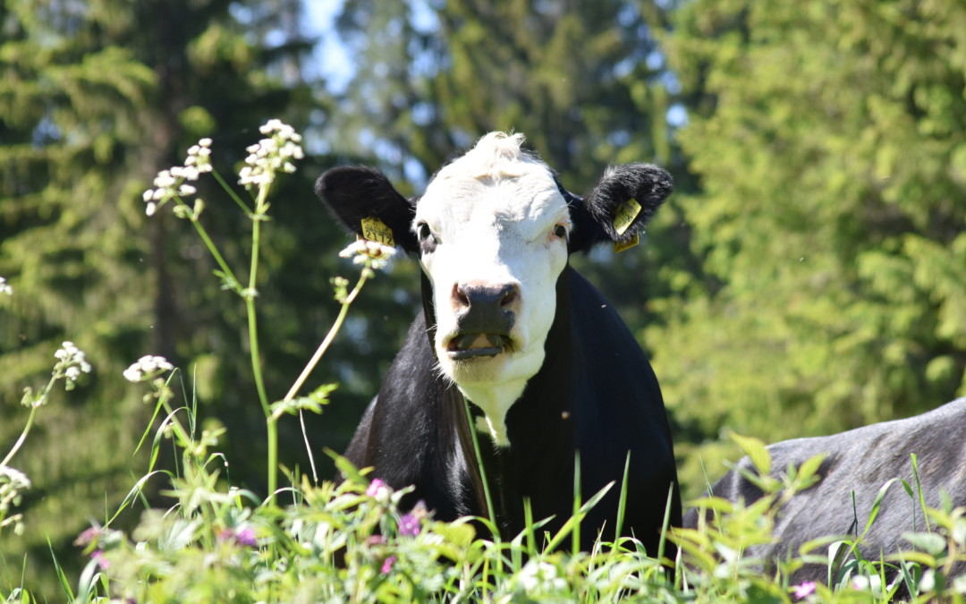 Lehmät saapuivat Suuruspäähän -viettävät niityllä ainakin kuukauden
