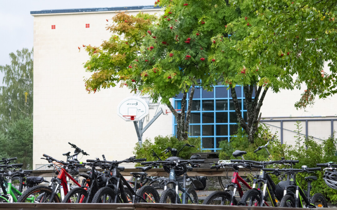 Nisulanmäen koulun pihalla on polkupyöriä ja pihlaja punaisine marjoineen.