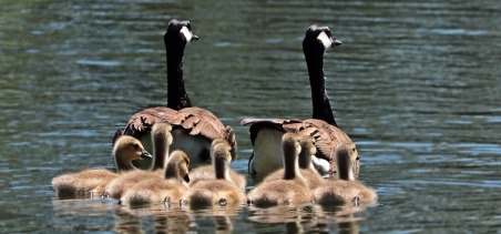 Kuvassa takaa kuvattuna vesilintupariskunta, jonka perässä seuraa kahdeksan poikasta. Linnut ovat väriltään ruskea-musta-valkoisia.