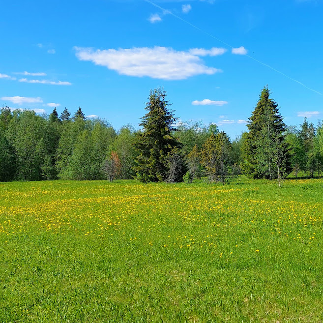 Muuramen Suuruspään niitty on nykyään harvinaiseksi käynyt perinnebiotooppi.