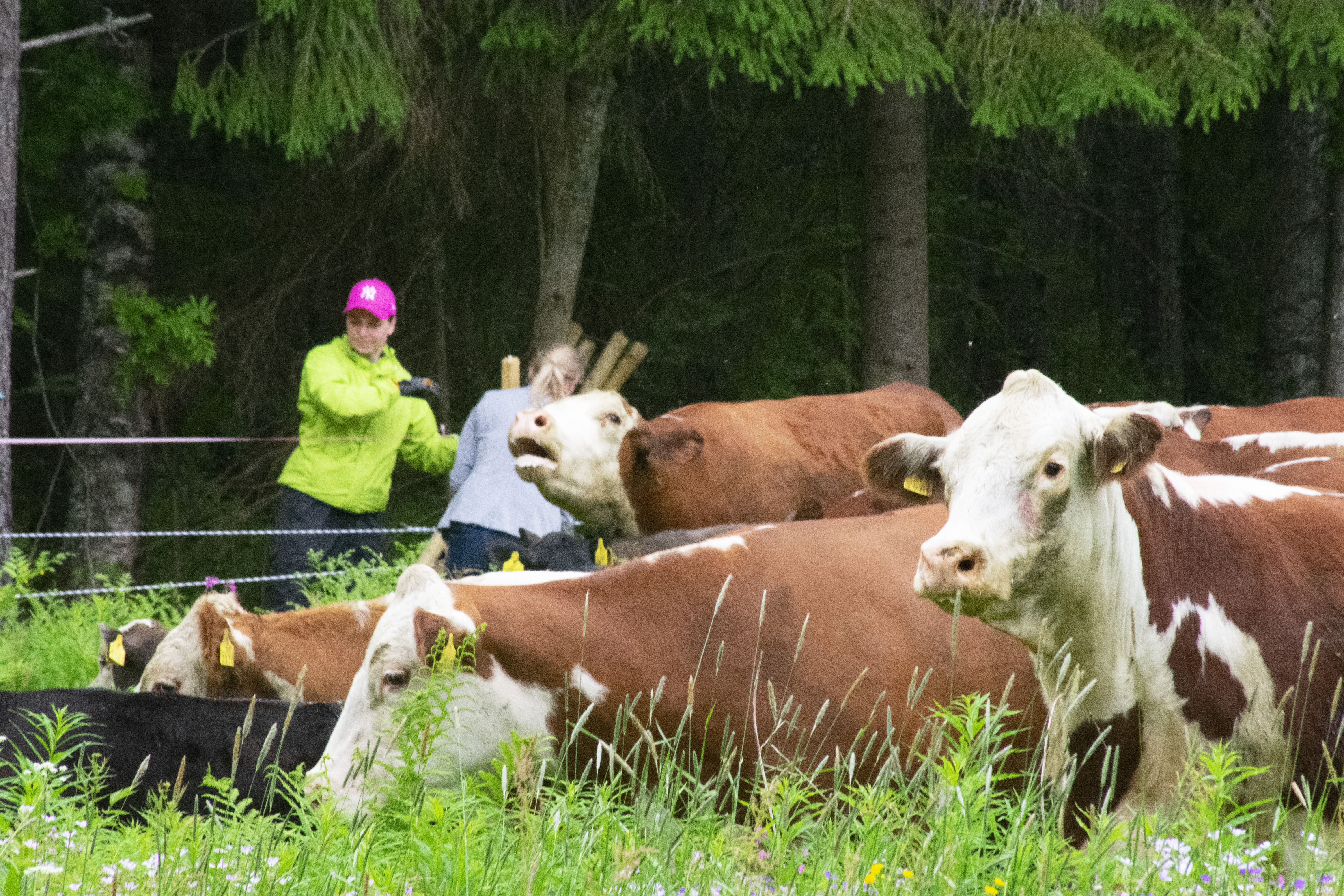 Suvi-Maaria Moisio ja Minna Hiekkola päästivät naudat laiduntamaan Suuruspään niitylle juuri ennen juhannusta.